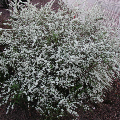 Spiraea x cinerea 'Grefsheim'