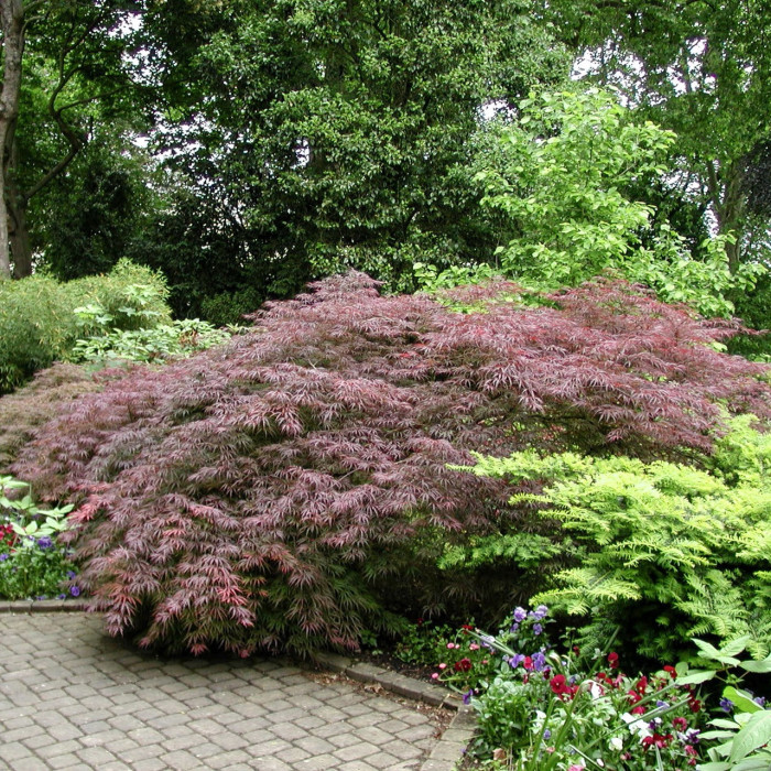 Acer palmatum 'Garnet'