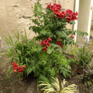 Campsis radicans 'Stromboli'