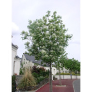 Fraxinus ornus