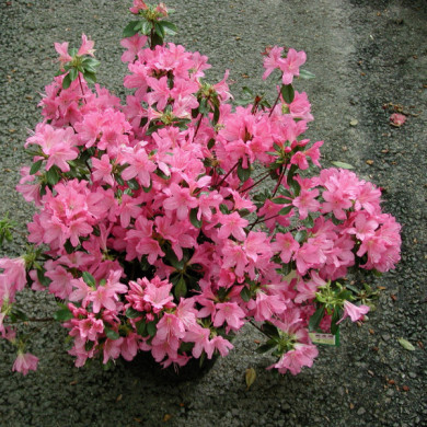 Azalea japonica 'Gilbert mullie'