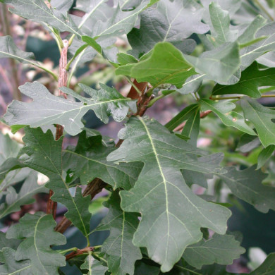 Quercus macrocarpa