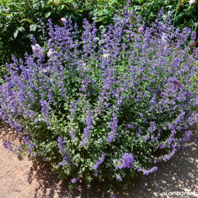 Perovskia atriplicifolia Lacey Blue® 'lisslitt'