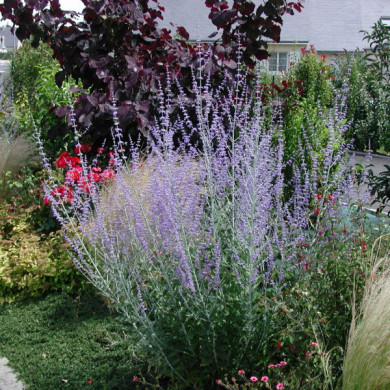 Perovskia atriplicifolia Lacey Blue® 'lisslitt'