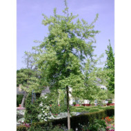 Elaeagnus umbellata