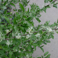 Elaeagnus umbellata