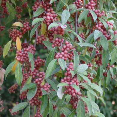 Elaeagnus umbellata