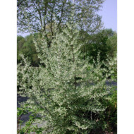 Elaeagnus umbellata