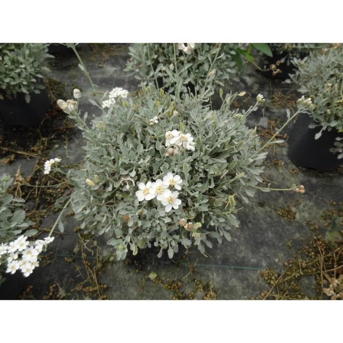 Achillea umbellata