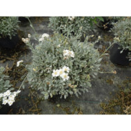 Achillea umbellata