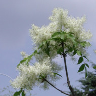 Fraxinus ornus