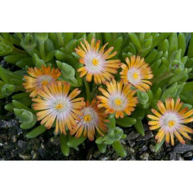 Delosperma cooperi 'Jewel of Desert Topaz'