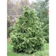 Chamaecyparis lawsoniana 'Stardust'