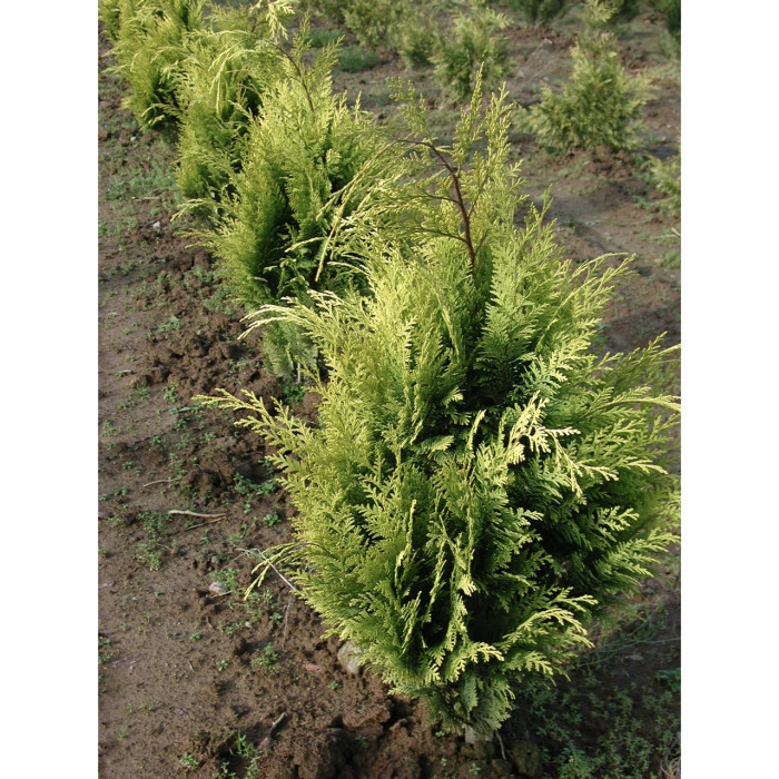 Chamaecyparis lawsoniana 'Stardust'