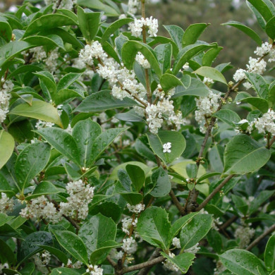 Osmanthus x fortunei