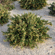 Berberis buxifolia 'Nana'