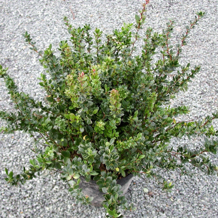 Berberis buxifolia 'Nana'