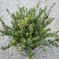 Berberis buxifolia 'Nana'