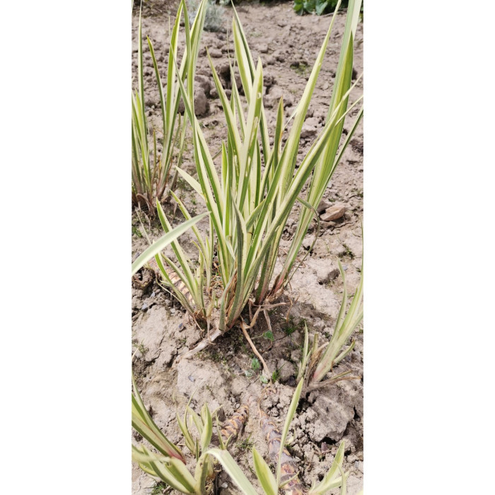 Acorus calamus 'Variegatus'