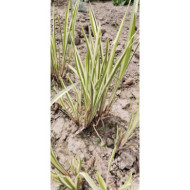 Acorus calamus 'Variegatus'