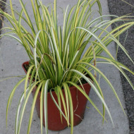 Acorus calamus 'Variegatus'