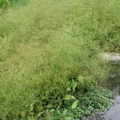 Alisma plantago-aquatica