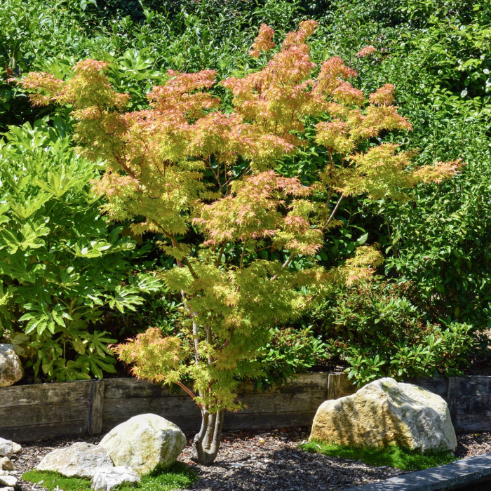 Acer palmatum 'Osakazuki'
