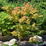 Acer palmatum 'Osakazuki'