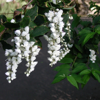 Deutzia scabra 'Candidissima'
