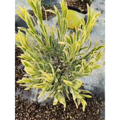 Lavandula angustifolia 'Platinum Blonde' momparler