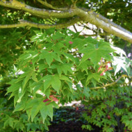 Acer palmatum 'Osakazuki'