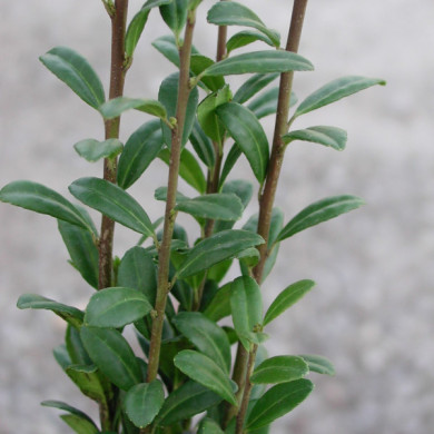 Ilex crenata 'Fastigiata'