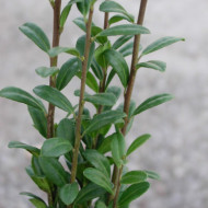 Ilex crenata 'Fastigiata'