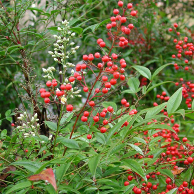 Nandina domestica