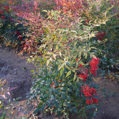 Nandina domestica