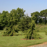 Chamaecyparis nootkatensis 'Pendula'