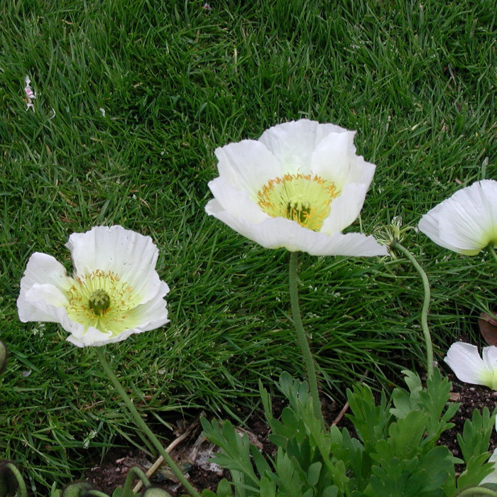 Papaver nudicaule