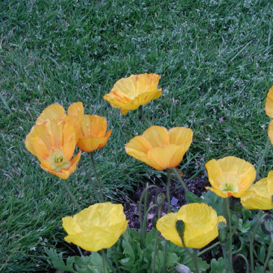 Papaver nudicaule
