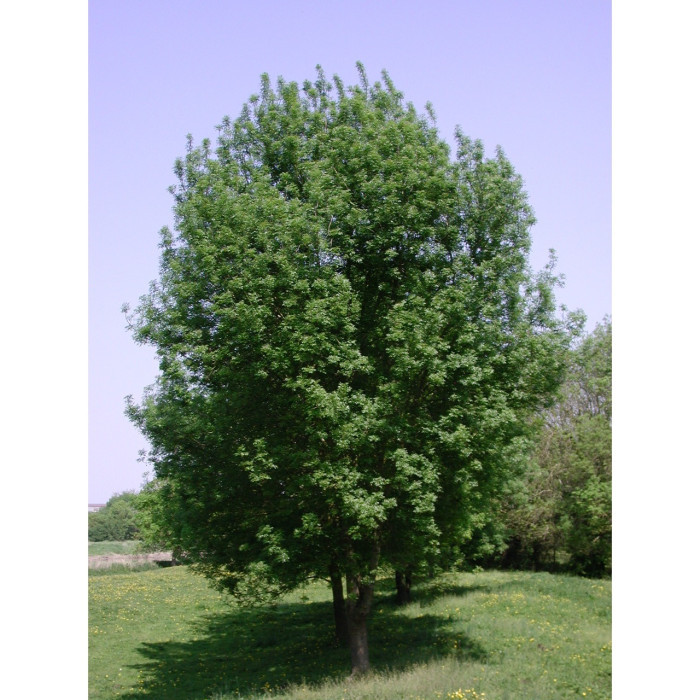 Fraxinus excelsior