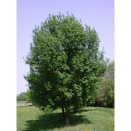 Fraxinus excelsior