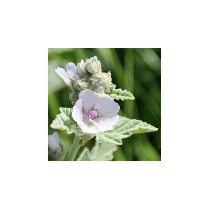 Althaea officinalis