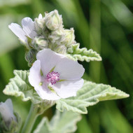 Althaea officinalis