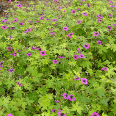 Geranium 'Ann Folkard'