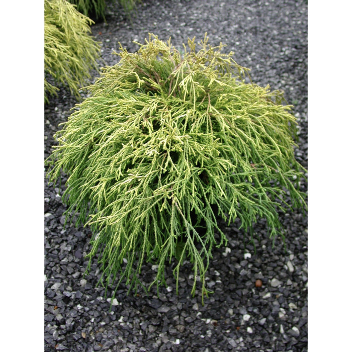 Chamaecyparis pisifera 'Sungold'