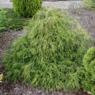 Chamaecyparis pisifera 'Sungold'