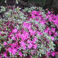 Azalea japonica 'Amoenum'