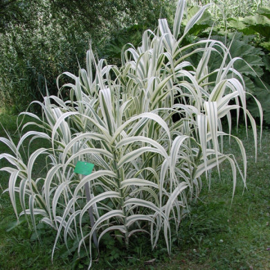 Arundo donax 'Aureovariegata'