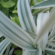 Arundo donax 'Aureovariegata'