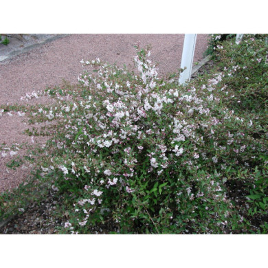 Deutzia x rosea 'Carminea'