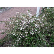 Deutzia x rosea 'Carminea'